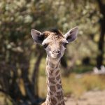 7 Days Kenya Safari Lake Nakuru, Masai Mara, Naivasha and Amboseli National Park | Vacation East Africa Limited
