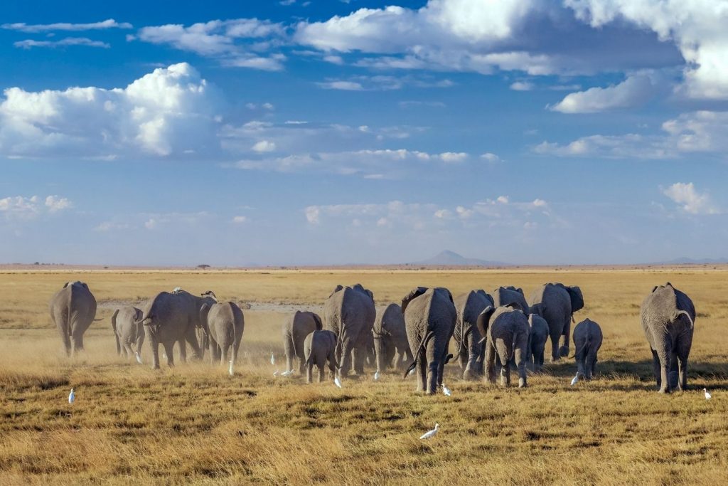 7 Days Kenya Safari Lake Nakuru, Masai Mara, Naivasha and Amboseli National Park Vacation East Africa Limited