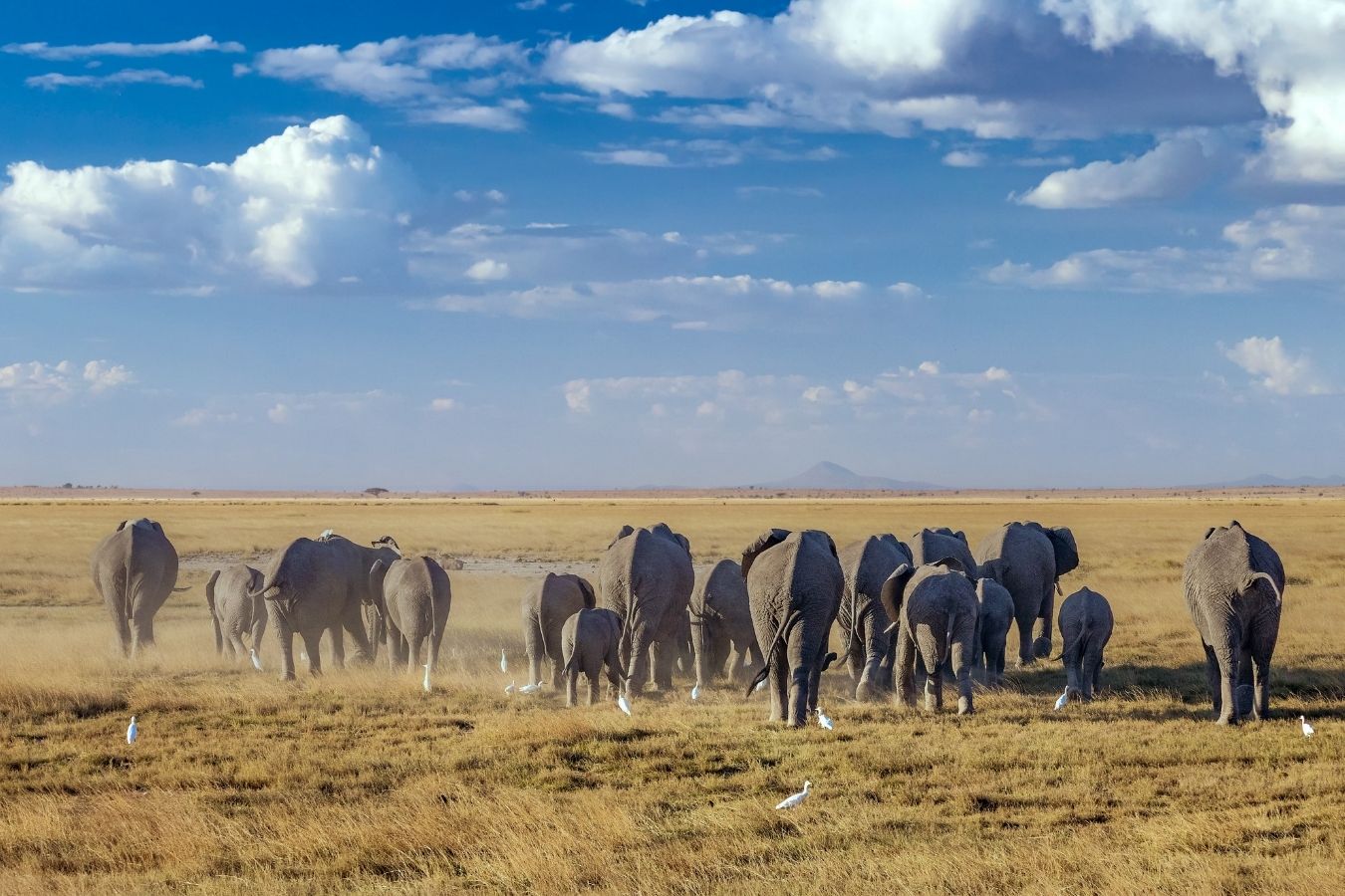 7 Days Kenya Safari Lake Nakuru, Masai Mara, Naivasha and Amboseli National Park Vacation East Africa Limited