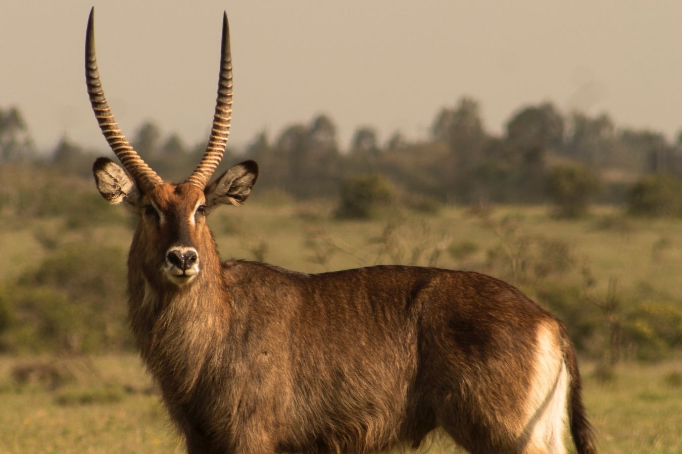 Ol Pejeta Waterbucks