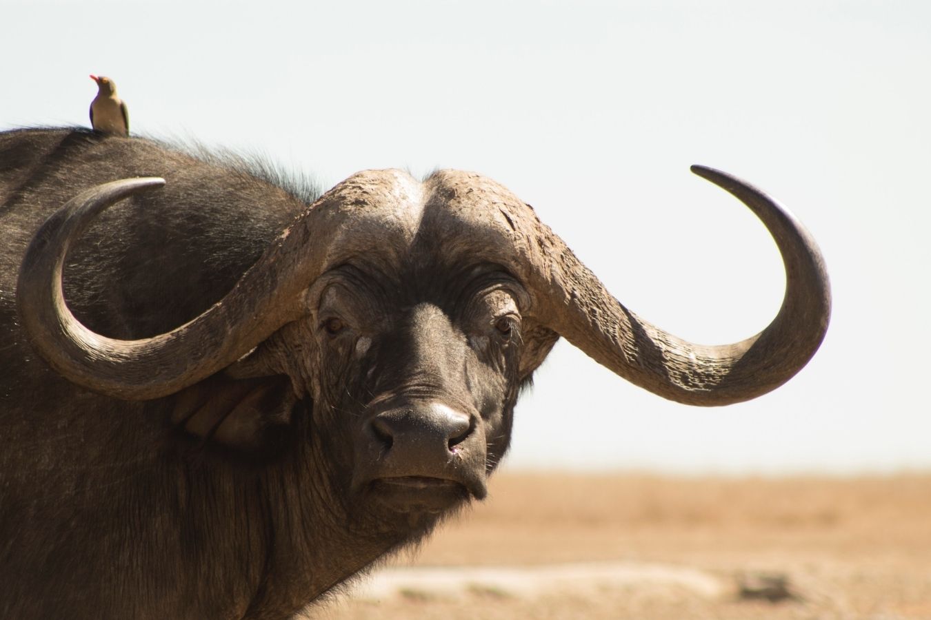 Ol Pejeta Buffalos