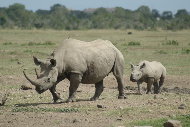 Black Rhino and her calf - Ol Pejeta