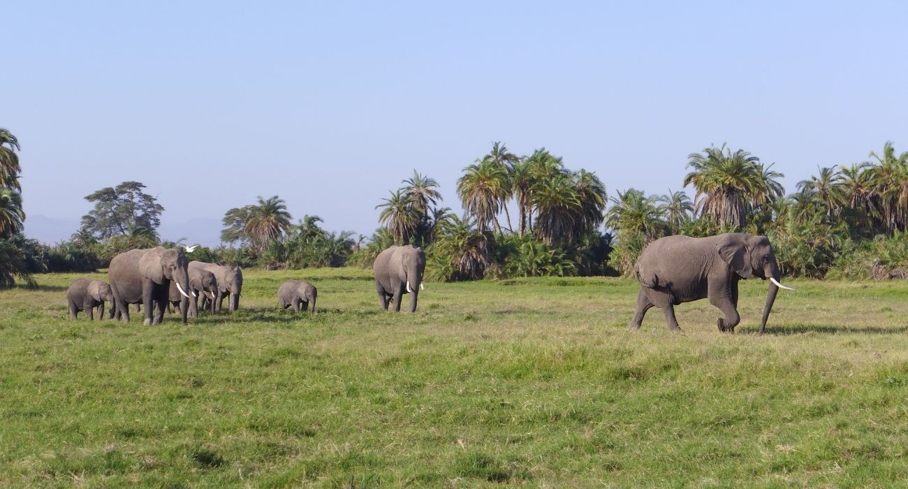 Amboseli national Park Vacation East Africa Limited